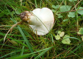 Gelbfleckender Täubling (Russula luteotacta) - © Bernard Wieser